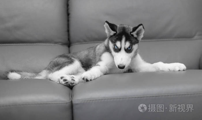 狗小狗纯种哈士奇灰色