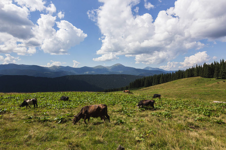 在草甸与山脉范围和蓝色多云的天空背景上的奶牛