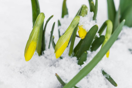 从雪春节水仙开花图片