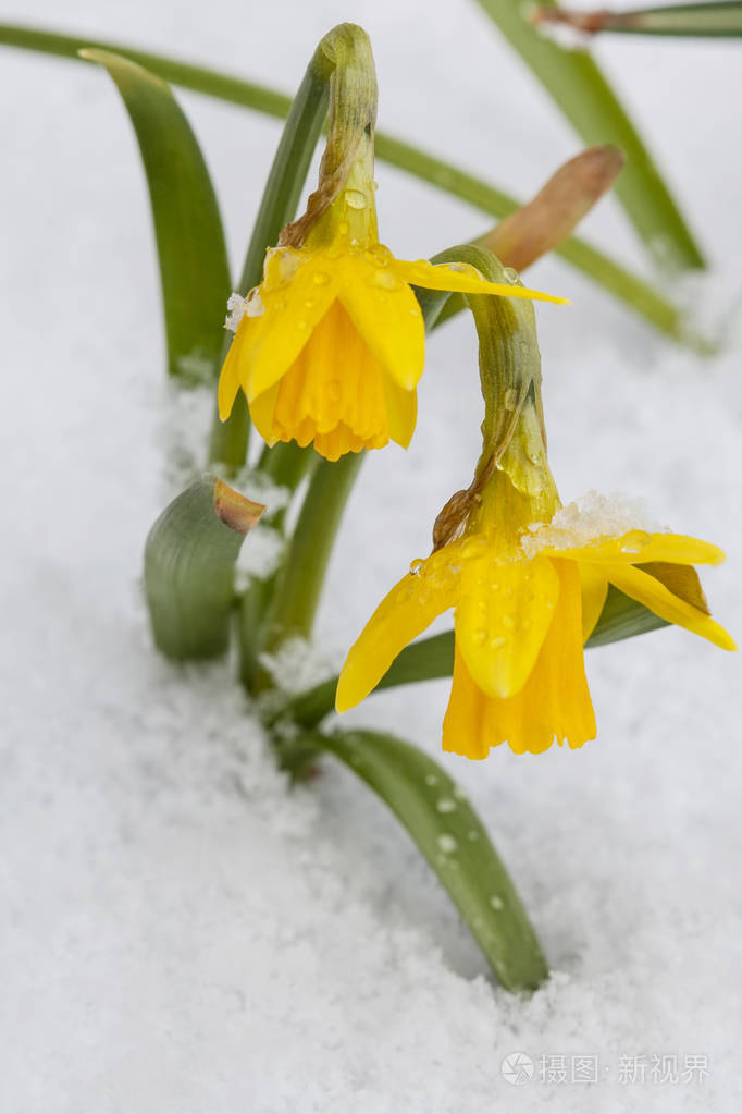 从雪春节水仙开花