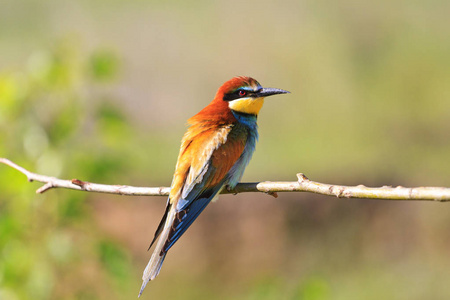 鸟落在树枝上图片