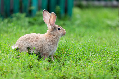 小兔子绿草背景上的肖像
