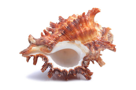 海贝壳上白色隔离图片