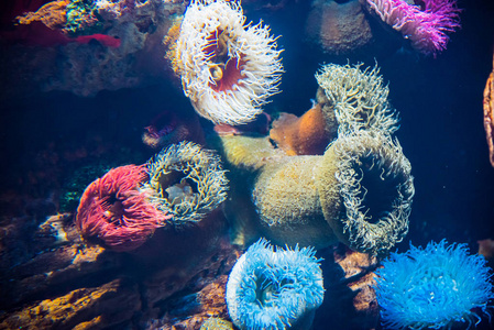海葵。明亮的背景。海底世界