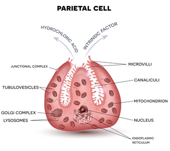 胃壁细胞分泌盐酸和内在因素图片