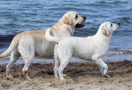 两只拉布拉多犬在海边