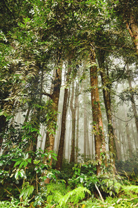 雨后的常绿丛林森林。自然的朦胧背景。印度尼西亚巴厘岛