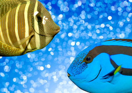 蓝色背景上的热带鱼
