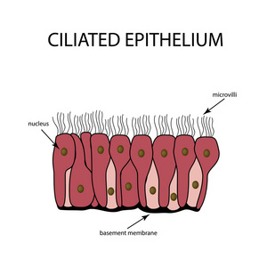 纤毛上皮的结构。信息图表。对孤立背景矢量图