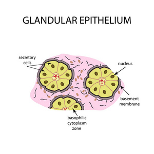 腺上皮的结构。信息图表。对孤立背景矢量图