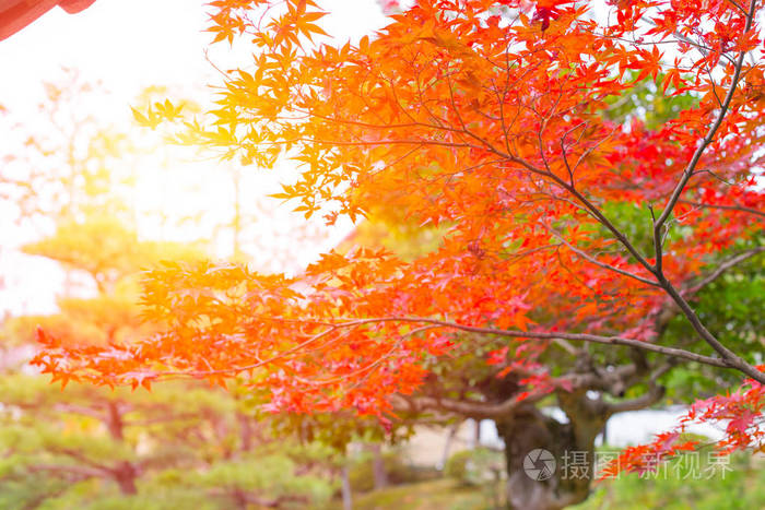 日本秋季在晨曦中的美丽的红枫叶落叶
