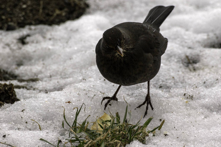 女黑鸟在冬天的雪