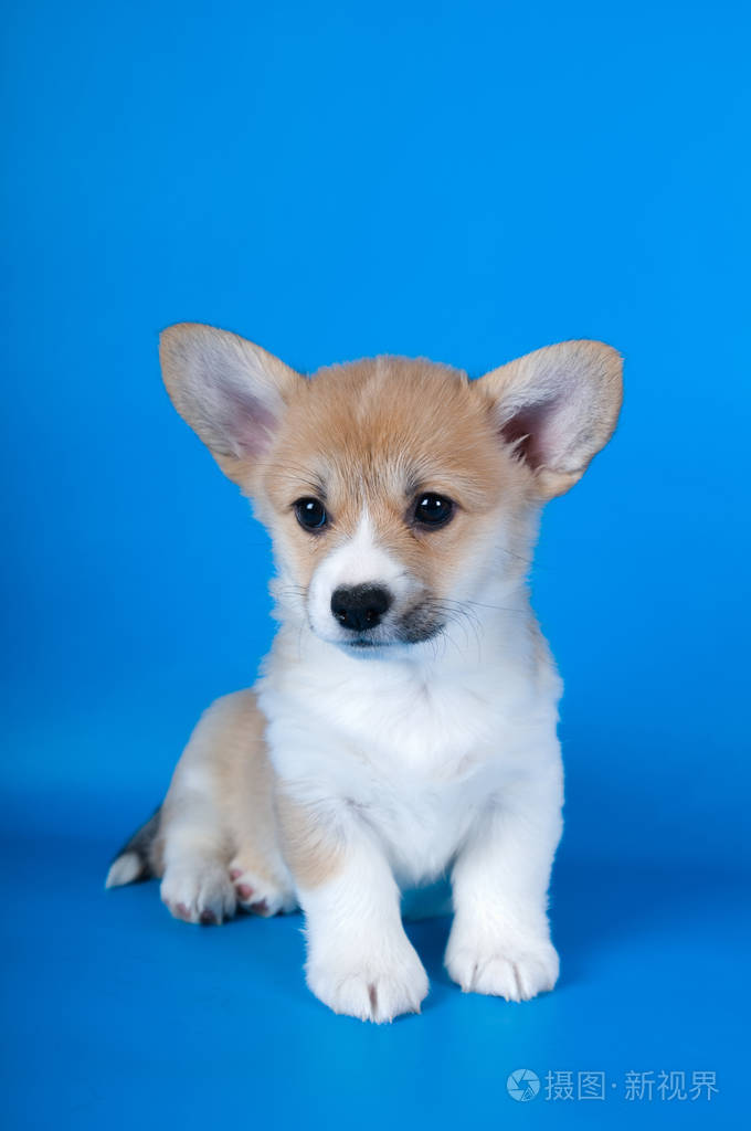 彭布罗克威尔士柯基犬图片小狗