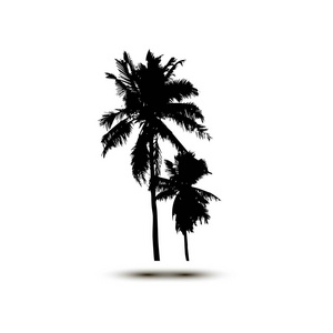 在白色背景上轮廓线现实 Silhouettetropical 椰子棕榈树，黑色的轮廓和大纲。矢量