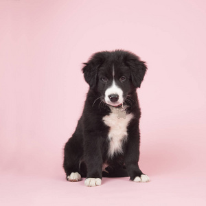 在粉红色的边境牧羊犬小狗