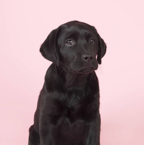 粉红色的背景上的巧克力拉布拉多犬。