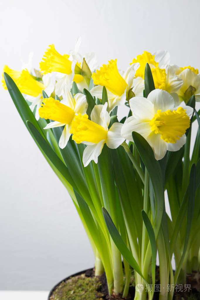 水仙春黄白色花