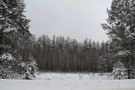 美丽的冬季景观。雪中的冬林