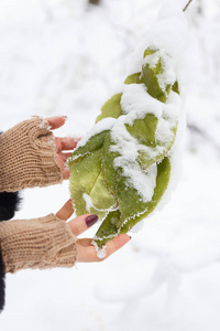 冬天的背景下，在雪地里的树