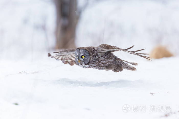 大灰猫头鹰