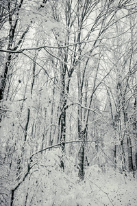 美丽的冬雪森林