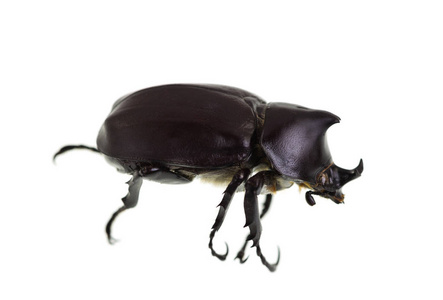 雄性犀牛甲虫