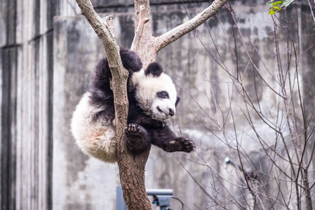 熊猫，拍照在四川，中国