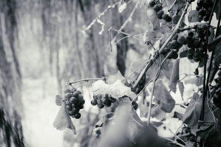 冬天的背景下，在雪地里的树