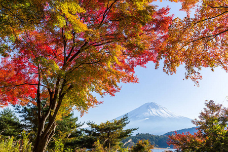 富士山和树木在湖河口湖