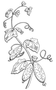 手绘画笔用墨水和钢笔素描画黄瓜手绘插图.