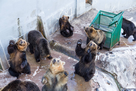 熊寻找食物在动物园