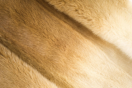 纹理背景。 貂皮毛皮。 貂皮大衣。 金色水貂皮毛。 原产于北美和欧亚大陆的一种小的半亚类白鼬食肉动物。 美国貂因其皮毛而被广泛养