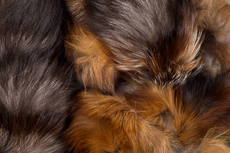 纹理背景。 毛皮狐狸。 狗科的食肉哺乳动物，有尖和浓密的尾巴，以其狡猾而闻名。