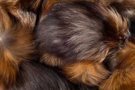 纹理背景。 毛皮狐狸。 狗科的食肉哺乳动物，有尖和浓密的尾巴，以其狡猾而闻名。