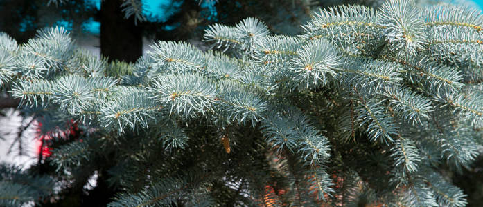 蓝色云杉。 一种北美云杉，有尖锐而坚硬的蓝色绿色针叶，生长在中部岩石山脉中。 它的许多栽培品种往往比野生品种更蓝。