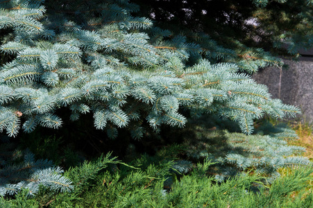 蓝色云杉。 一种北美云杉，有尖锐而坚硬的蓝色绿色针叶，生长在中部岩石山脉中。 它的许多栽培品种往往比野生品种更蓝。