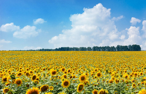 在蓝色天空背景下，农业景观的向日葵