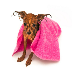 小布朗湿狗在一条粉红色毛巾
