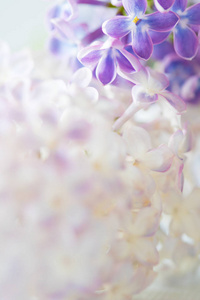 漂亮的淡紫色花