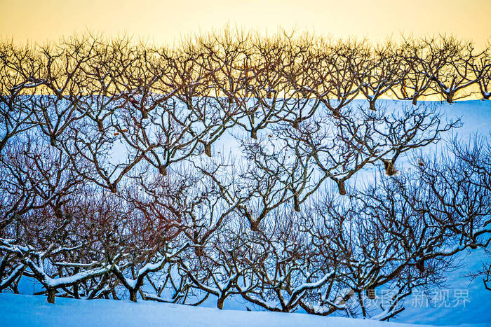 下雪的冬天景观桃树果园