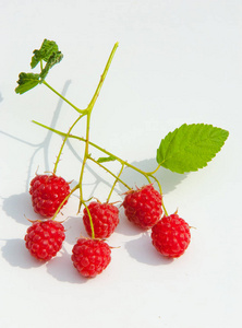 覆盆子RAZZ围栏存放。 一种可食用的软果，与黑莓有关，由一簇红色的粉红色核果组成。