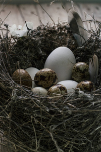 鹌鹑蛋在木制背景上的巢
