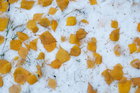 留下秋天的雪。 纹理。 第一次下雪。 雪中的黄桦叶