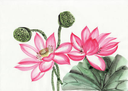 水莲花图片-水莲花素材-水莲花插画-摄图新视界