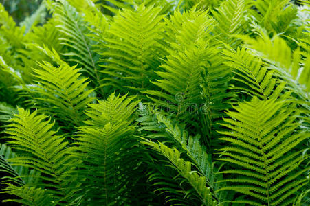 自然 蕨类植物 春天 灌木 富足 生活 植物学 物体 生长