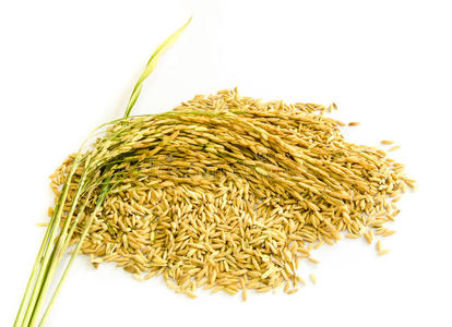 金种子生长示意图图片