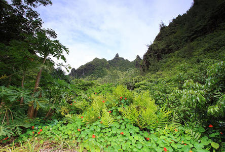 公园 徒步旅行 花园 卡拉劳 风景 海岸 丛林 夏天 自然