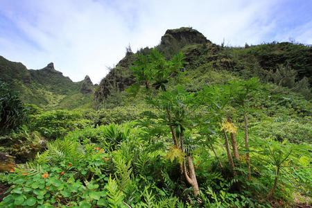 海洋 森林 卡拉劳 天堂 风景 考艾 公园 徒步旅行 夏天