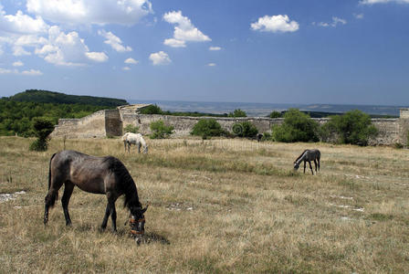 在山洞城丘福特甘蓝前放牧的马图片