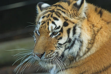 猎人 美女 自然 形象 孟加拉 耳朵 鼻子 危险 肖像 野兽